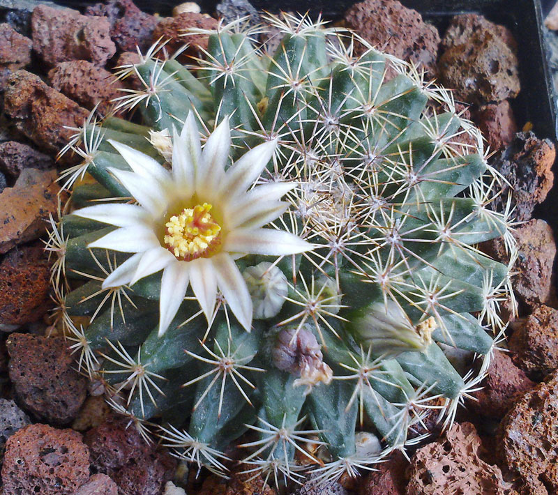 Mammillaria gaumeri